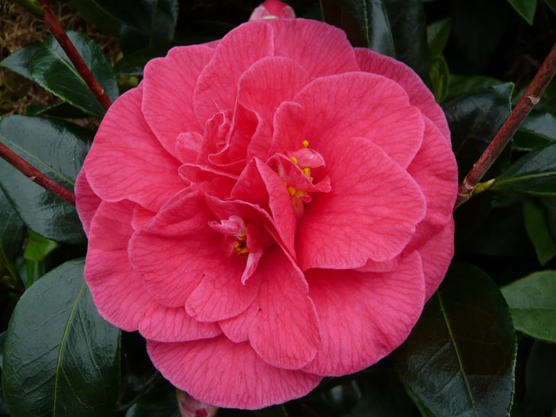 Camellia japonica 'Splendens Carlyon'-0
