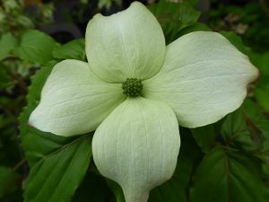 Cornus kousa 'Ed Mezitt'-0