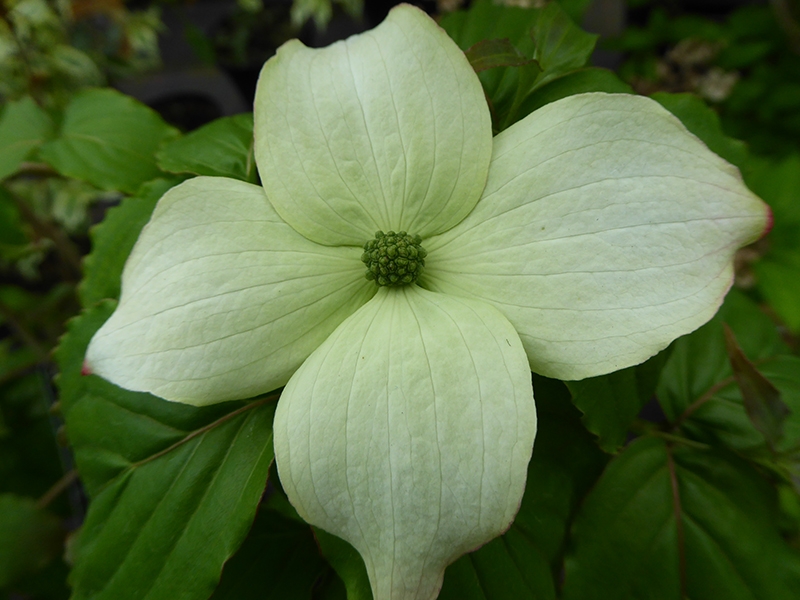 Cornus kousa 'Ed Mezitt'-0