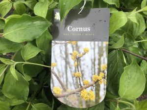Cornus mas 'Golden Glory'-0