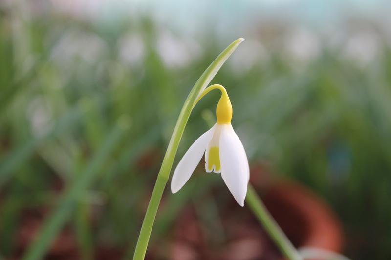 Galanthus plicatus 'Bill Clark'-8479