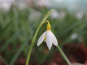 Galanthus plicatus 'Bill Clark'-0