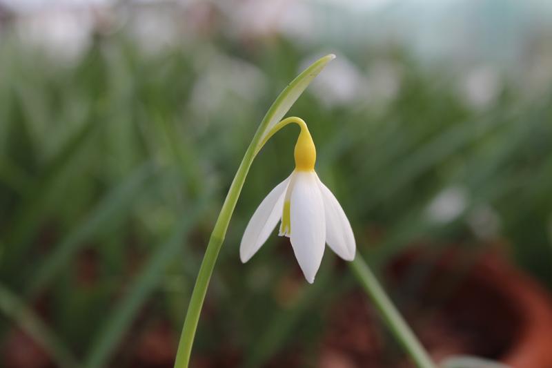 Galanthus plicatus 'Bill Clark'-0