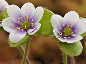 Hepatica americana 'Ashwood Flare'-0