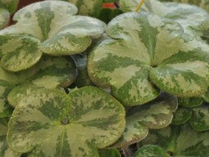 Hepatica americana 'Ashwood Marbles'-0