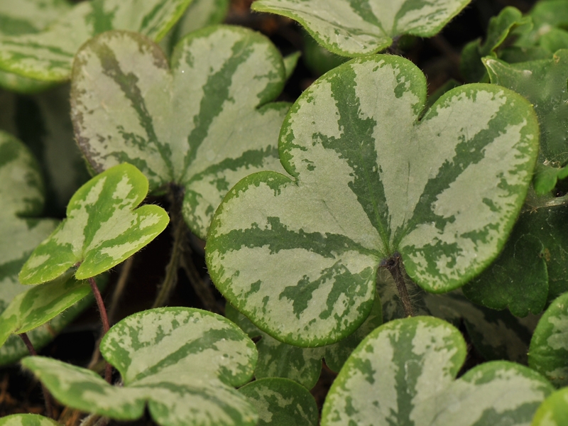 Hepatica americana ex Eco Group-15141