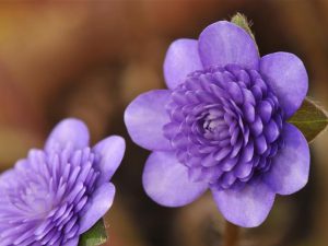 Hepatica japonica f. magna 'Toho'-0