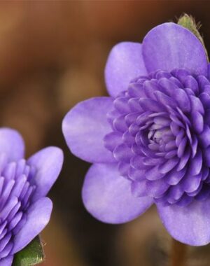 Hepatica japonica var. nipponica f. magna ‘Toho’