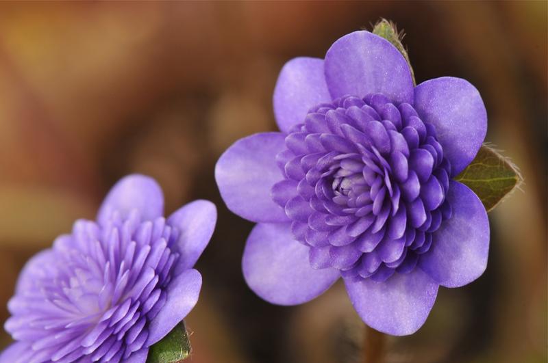 Hepatica japonica f. magna 'Toho'-0
