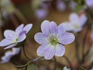 Hepatica americana ex Eco Group-0