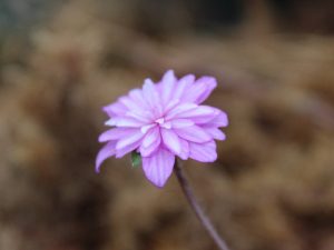Hepatica japonica f. magna 'Hanahubuki'-0