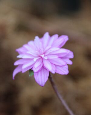 Hepatica japonica var. nipponica f. magna ‘Hanahubuki’