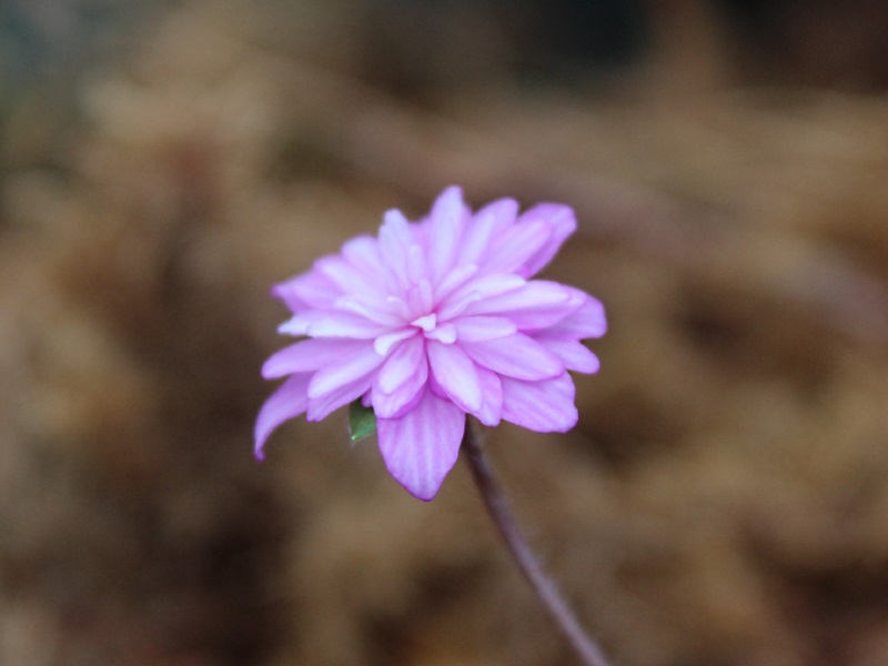 Hepatica japonica f. magna 'Hanahubuki'-0