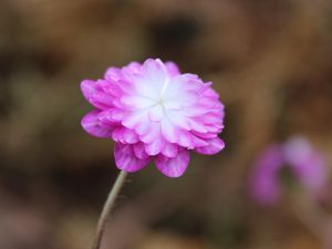 Hepatica japonica f. magna 'Harukoyo'-0