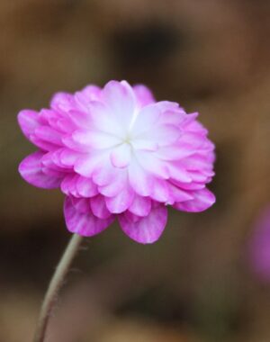 Hepatica japonica var. nipponica f. magna ‘Harukoyo’