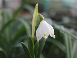 Leucojum aestivum-0