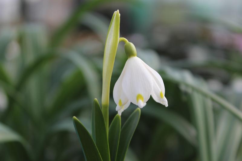 Leucojum aestivum-0