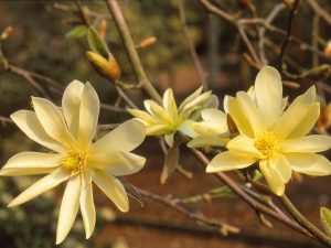 Magnolia 'Gold Star'-0