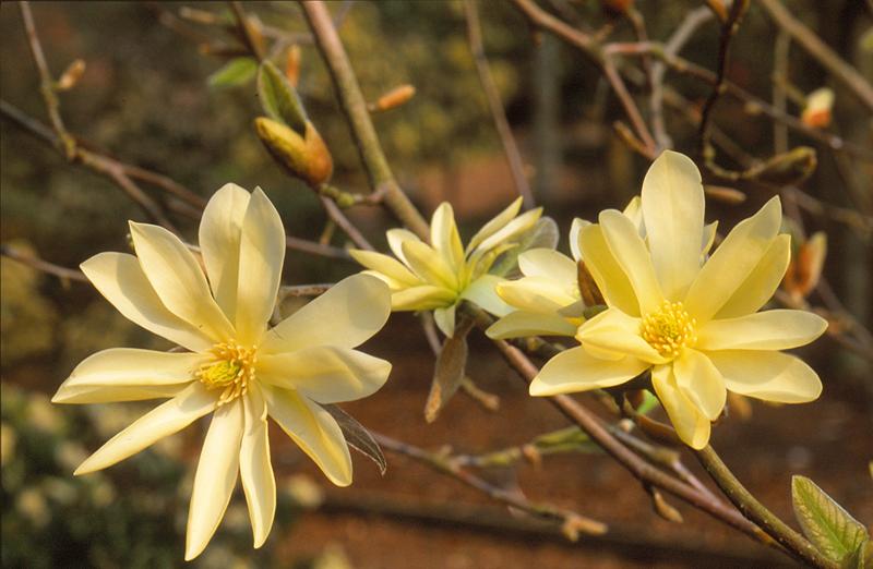 Magnolia 'Gold Star'-0