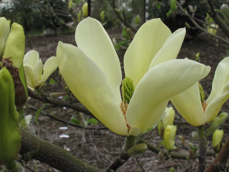 Magnolia 'Golden Pond'-8447