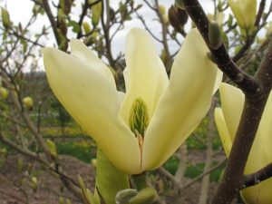 Magnolia 'Golden Pond'-0