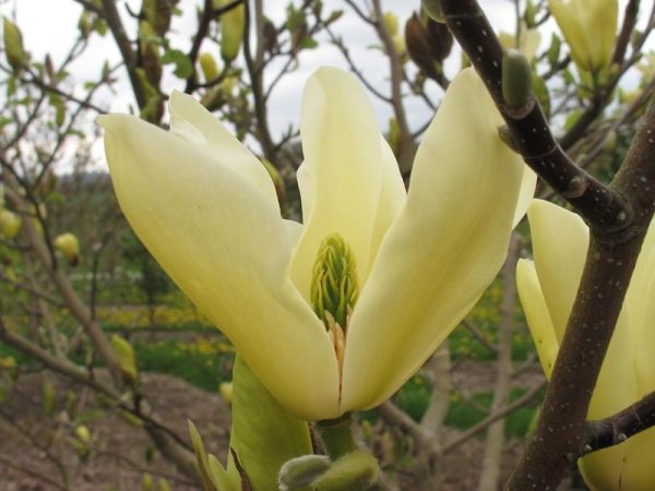 Magnolia 'Golden Pond'-0