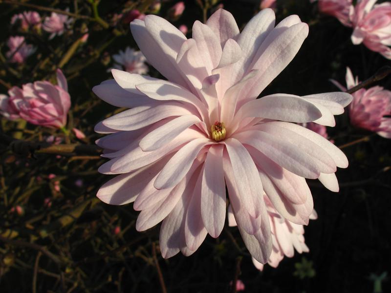 Magnolia stellata 'Jane Platt'-8452