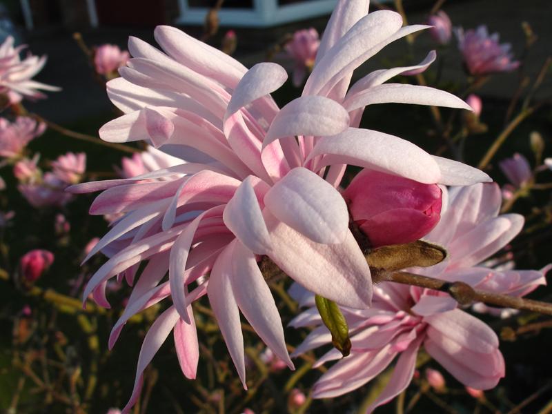 Magnolia stellata 'Jane Platt'-8453