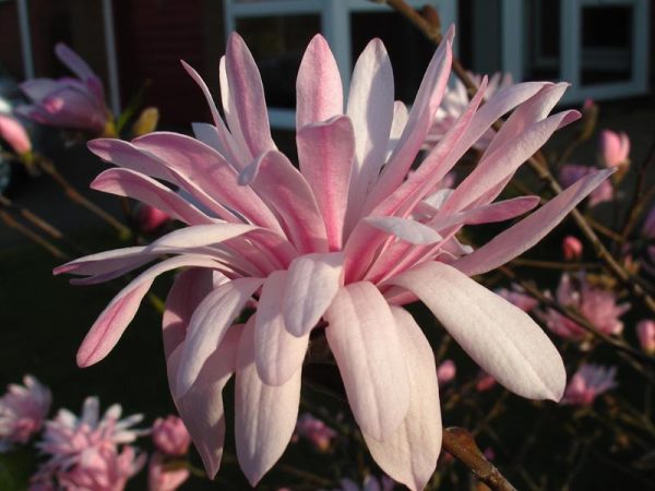 Magnolia stellata 'Jane Platt'-0