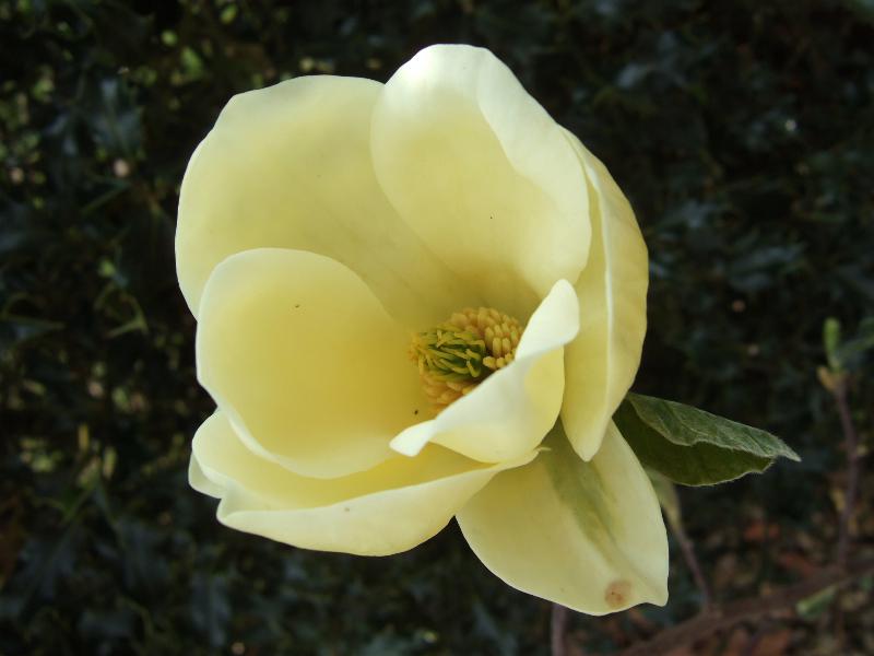 Magnolia 'Yellow Lantern'-8431
