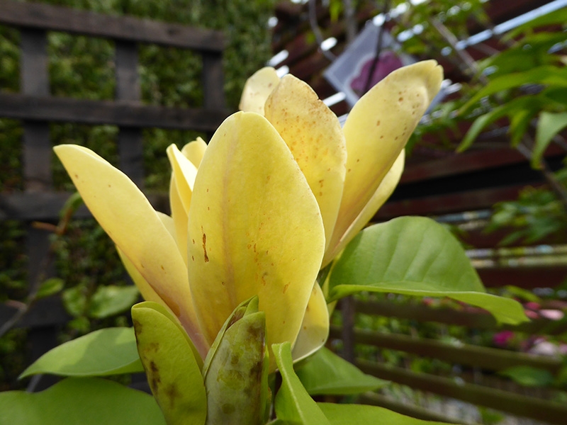 Magnolia 'Yellow Sea'-0