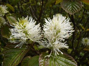 Fothergilla x intermedia 'Mount Airy'-0