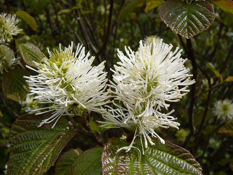 Fothergilla x intermedia 'Mount Airy'-0