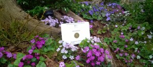 Ashwood wins a Gold Medal at RHS London Plant Fair
