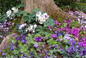 Hepaticas on display with cyclamen and hellebores
