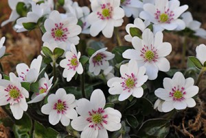 Hepatica japonica f. magna