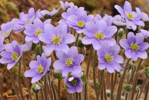 Hepatica acutiloba x Hepatica nobilis