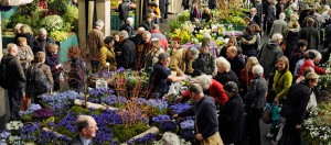 Hepaticas on show at RHS London Plant Fair