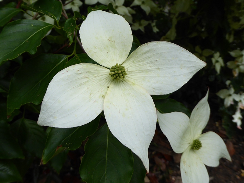 Cornus kousa 'Bodnant'-0