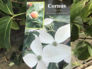 Cornus kousa 'Weisse Fountaine'-0