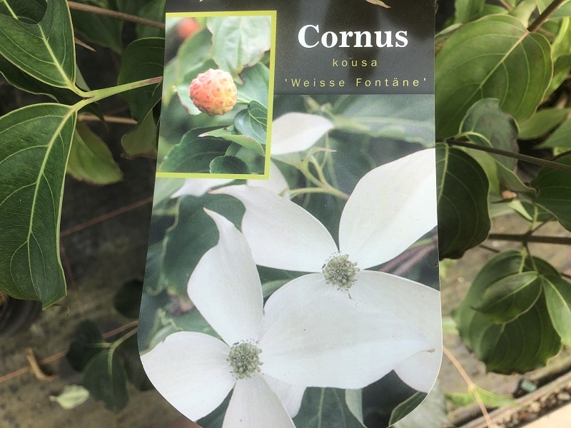 Cornus kousa 'Weisse Fountaine'-0