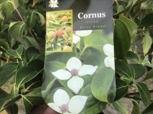 Cornus kousa 'White Dream'-0
