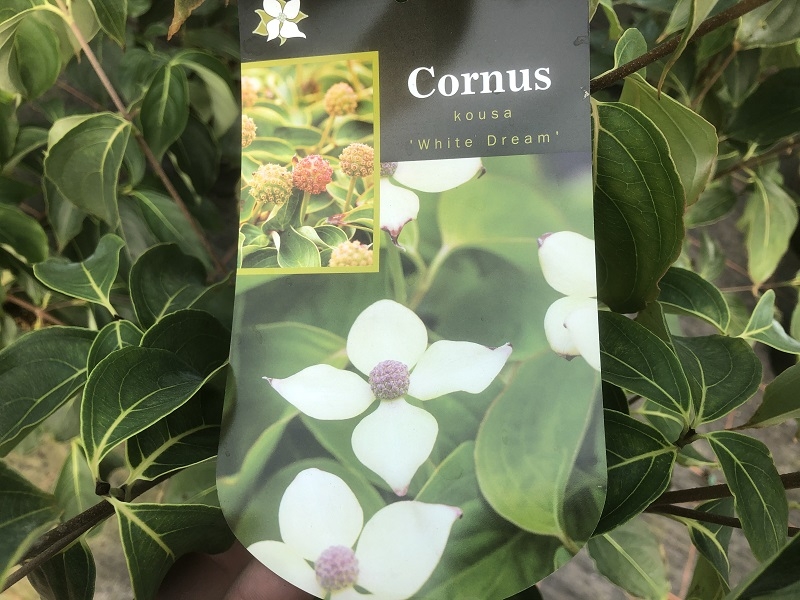 Cornus kousa 'White Dream'-0