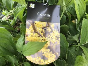 Cornus mas 'Jolico'-0