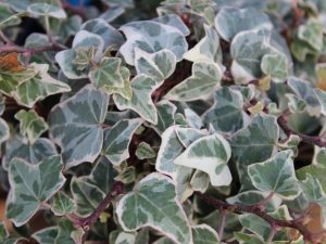 Hedera helix 'Adam'-0