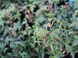 Hedera helix 'Anita'-0