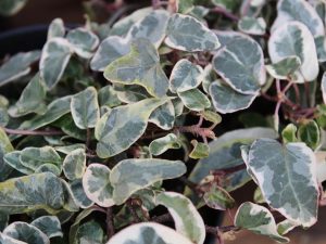 Hedera helix 'Ballet'-0