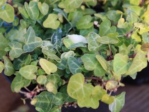 Hedera helix 'Jake'-0