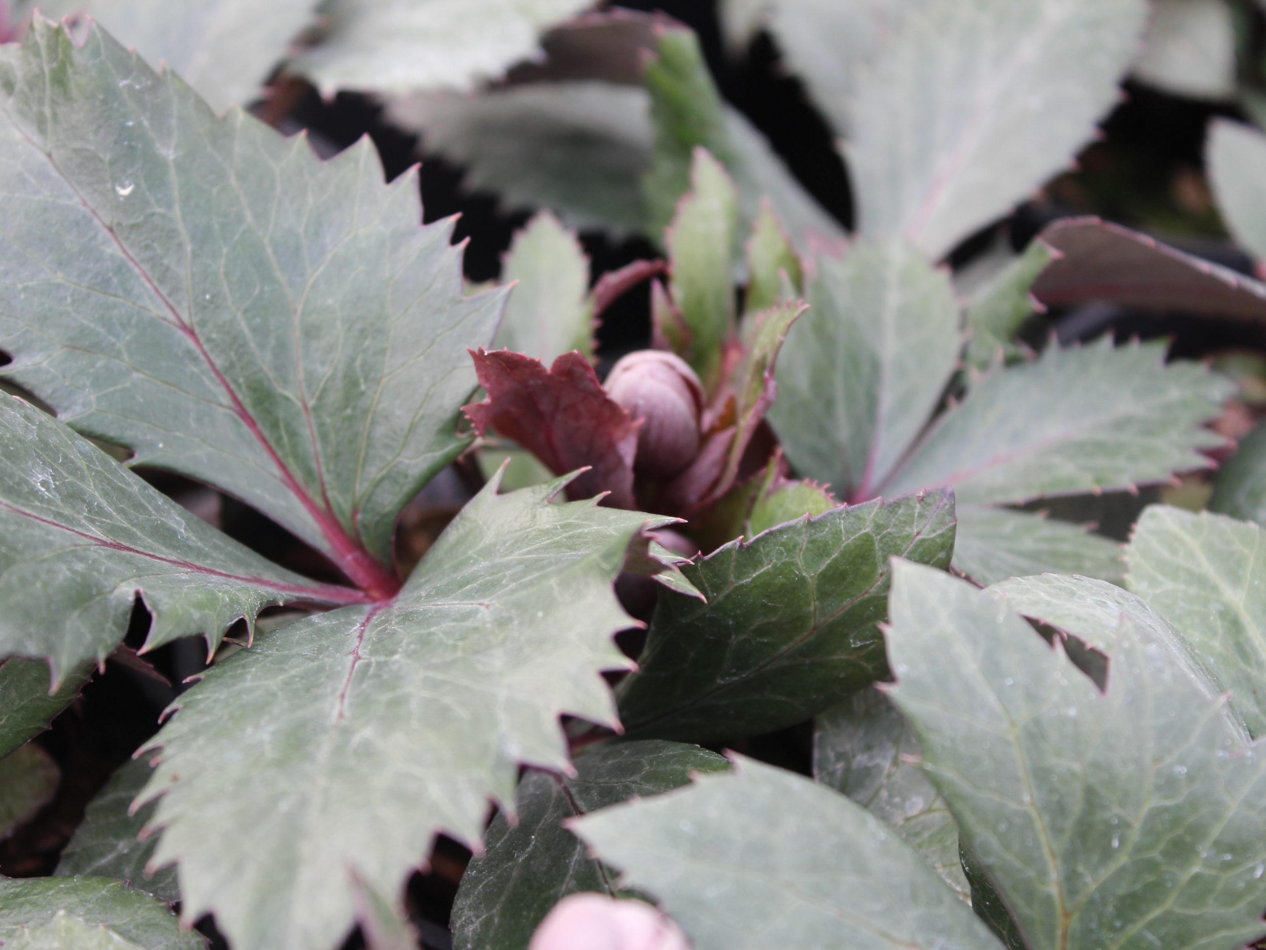 Helleborus x sternii Aberconwy Strain-26133