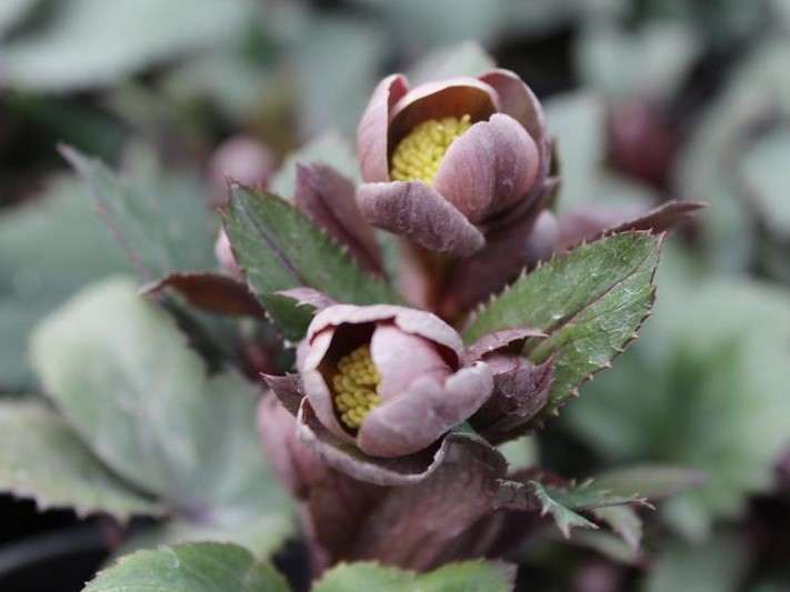 Helleborus x sternii Aberconwy Strain-0